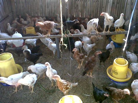 Cara Beternak Ayam Kampung Super